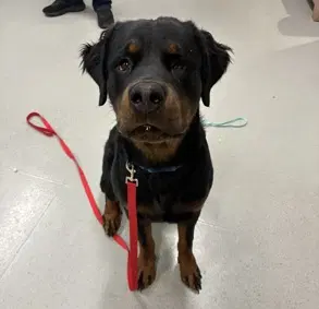 Archie - Rottweiler