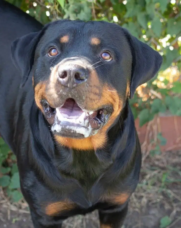 Dallas Daisy - Rottweiler