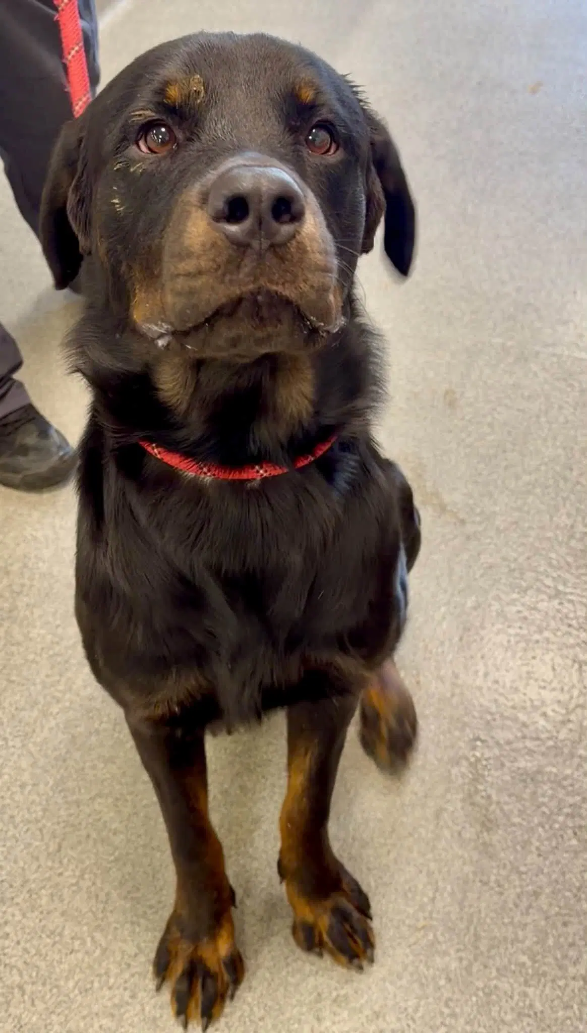Riker - Rottweiler