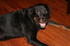 Blackie