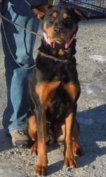 Bronson