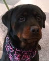 Brewster