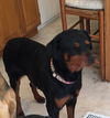 Brandy