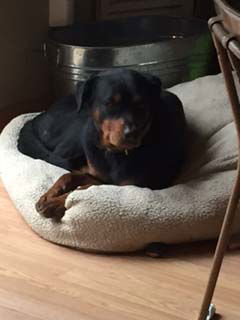 Brandy