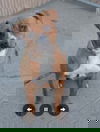 Bey