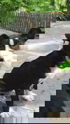 Oreo