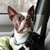 Snickers-Permanent Foster