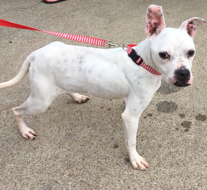 Marlee, an adoptable American Pit Bull Terrier / Boxer / Mixed
