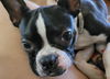 Romeo (Adoption Pending)