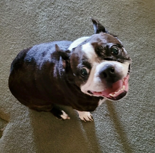 Roxie Adoption Pending