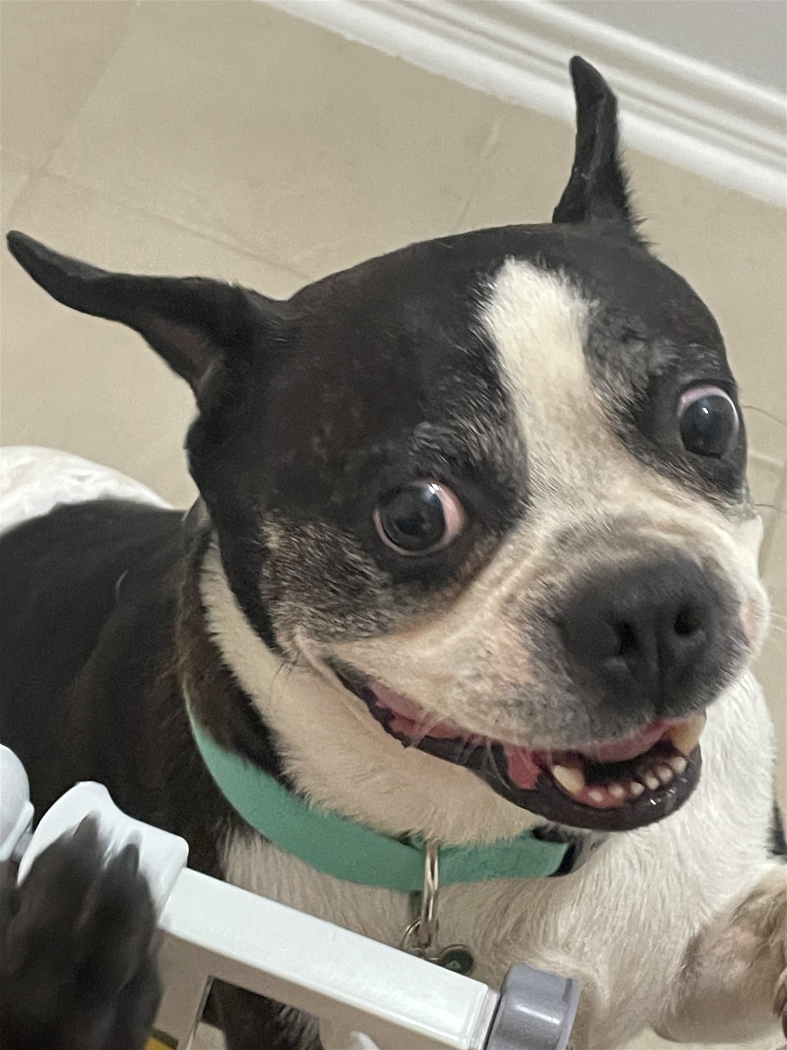 adoptable Dog in Irving, TX named Blaze (aka Jim; Adoption Pending)