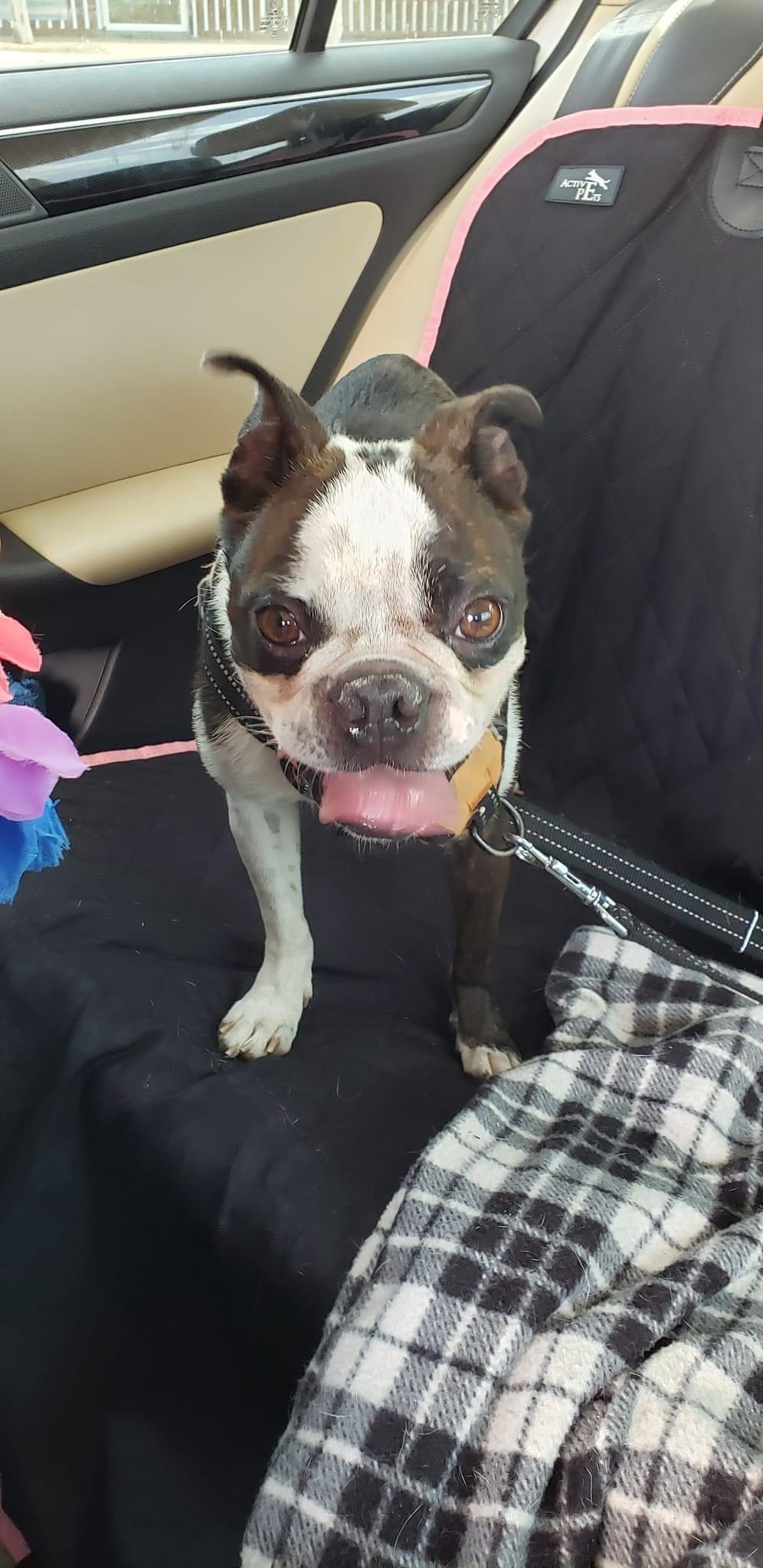 adoptable Dog in Irving, TX named Boyd (aka Loki; Adoption Pending)