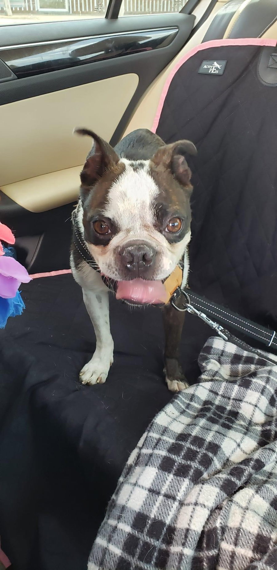 Boyd (aka Loki; Adoption Pending)