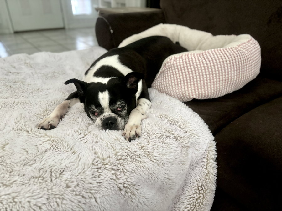 Raleigh (Forever Foster)