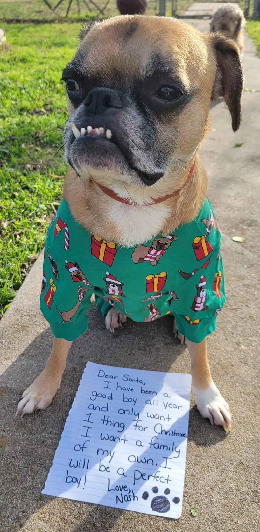 Nash - Boston Terrier