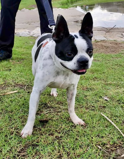 picture of the dog needing adoption