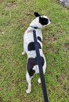 Pearl (Adoption Pending)