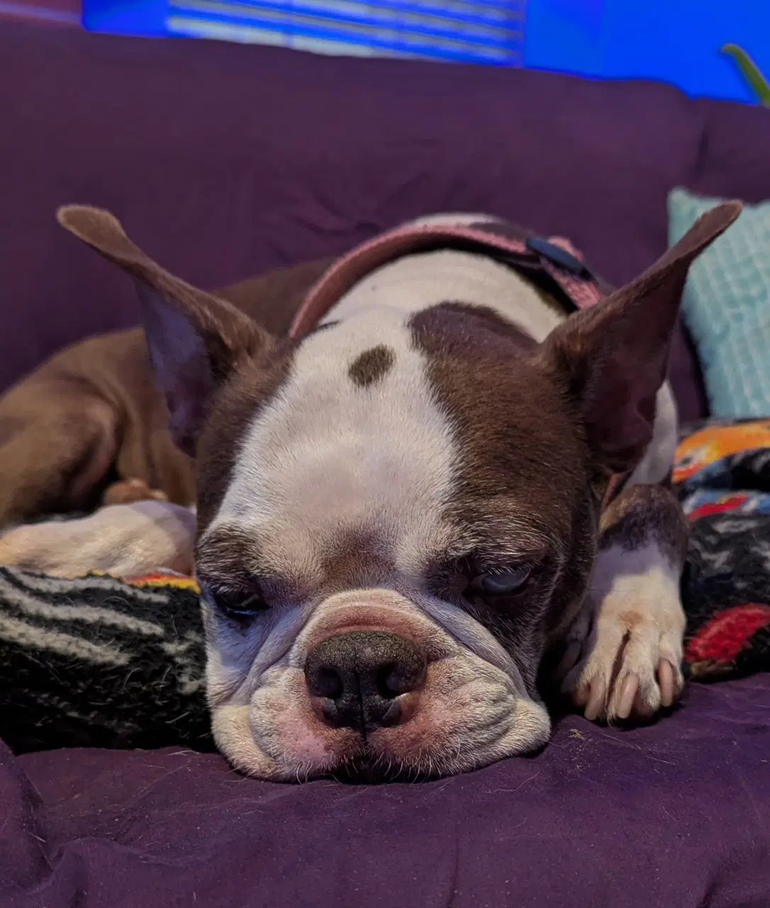 Dallas - Boston Terrier