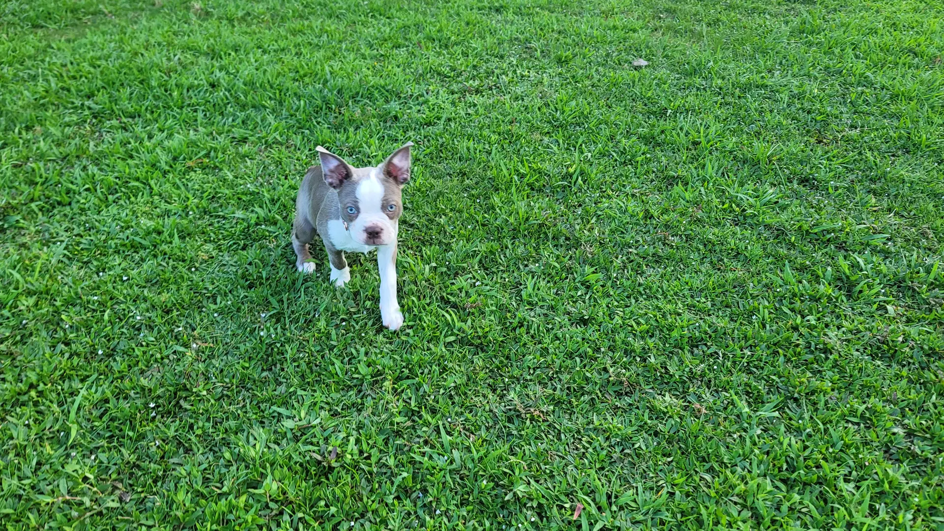 Lilly - Boston Terrier