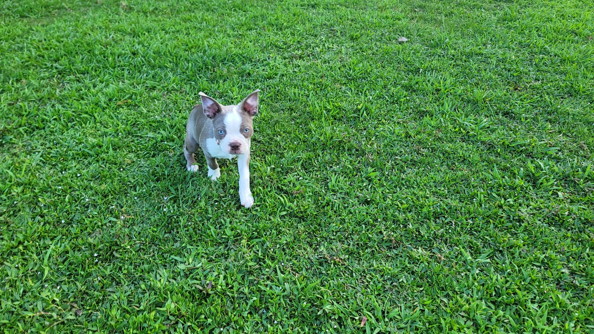 Lilly