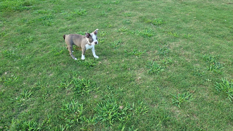 Lilly