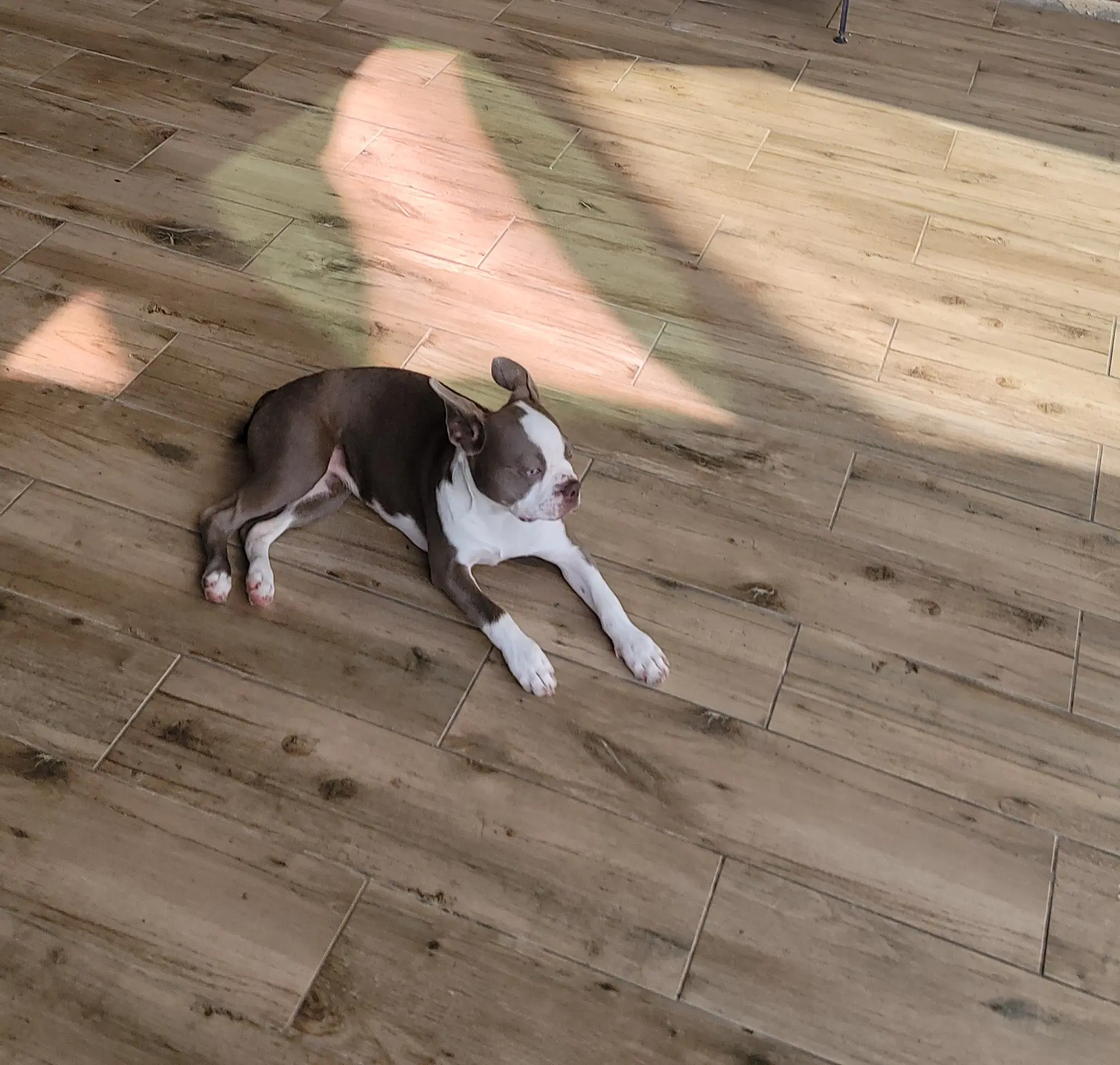 Lilly image 3