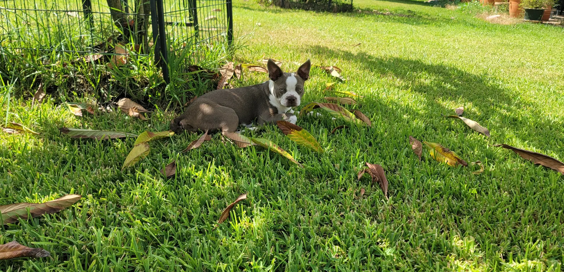 Lilly image 4