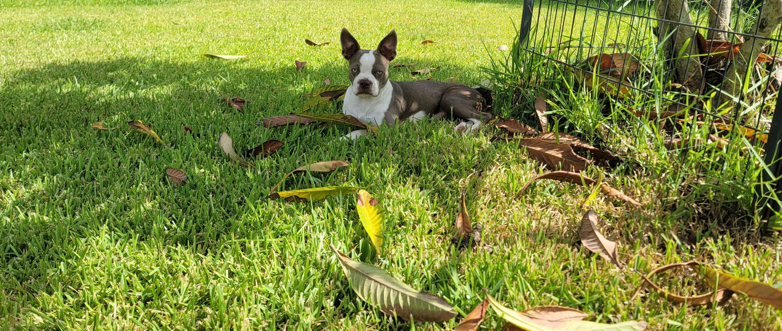 Lilly, photo 7