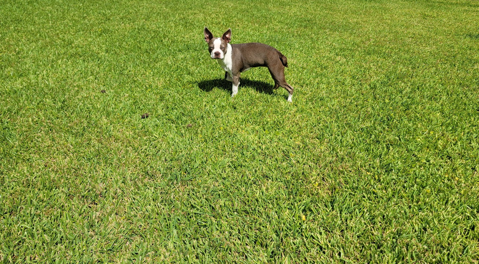 Lilly, photo 8
