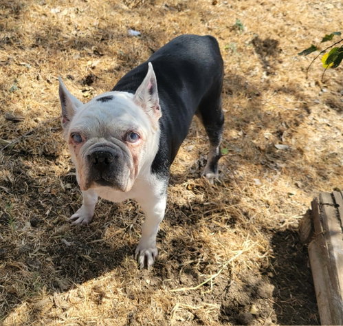 Dorothy, a dog for adoption from American Boston Terrier Rescue