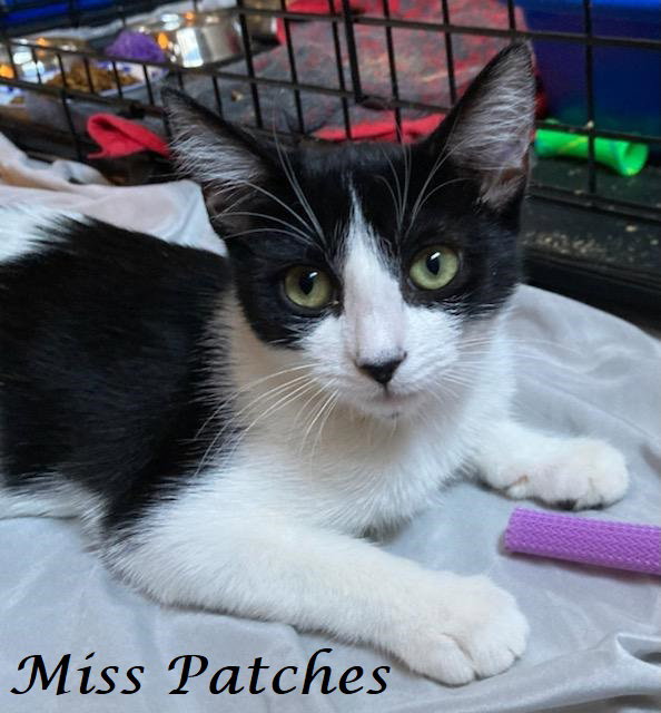 Cats for Adoption in Fetters Hot Springs Agua Caliente, California