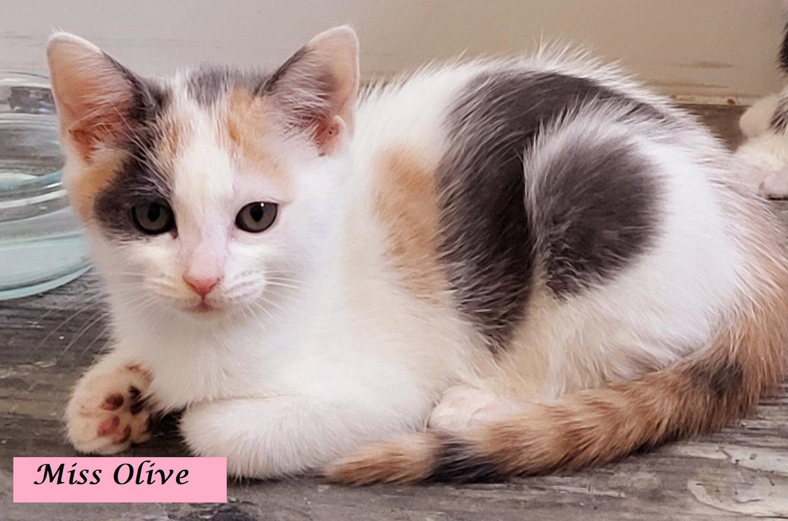 Cats for Adoption in Woodbridge, California Alpha Paw