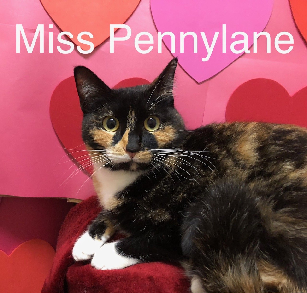 Miss Pennylane at Martinez PFE  May 4th