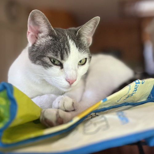 Sadie, Young Tabby / Domestic Short Hair / Mixed (short coat), cat for adoption in Oakley, California