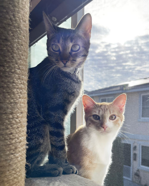 Photo 6 of Parker and Echo