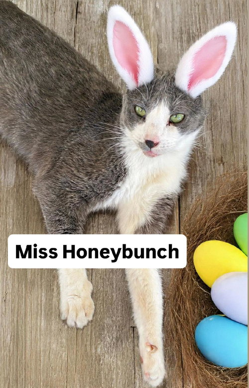 Miss Honeybunch at Martinez PFE  April 4th, an adoptable Domestic Short Hair in Walnut Creek, CA
