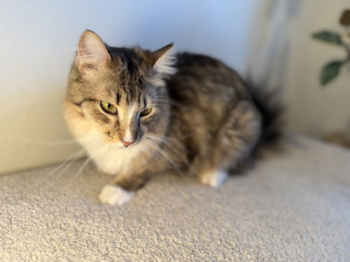 BENJI, Young Domestic Medium Hair (medium coat), cat for adoption in Oakley, California