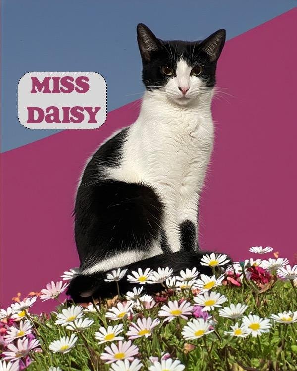 Miss Daisy at Martinez Pet Food Express May 25th