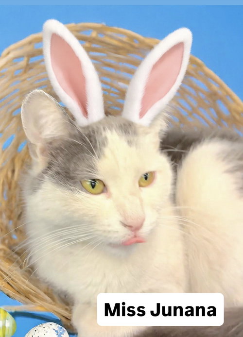Miss Junana at Martinez Pet Food Express  April 4, an adoptable Domestic Short Hair in Walnut Creek, CA