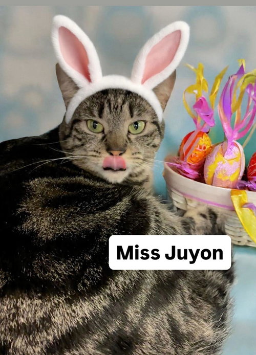 Miss Juyon at Martinez Pet Food Express  April 25, Adult Tabby (short coat), cat for adoption in Oakley, California