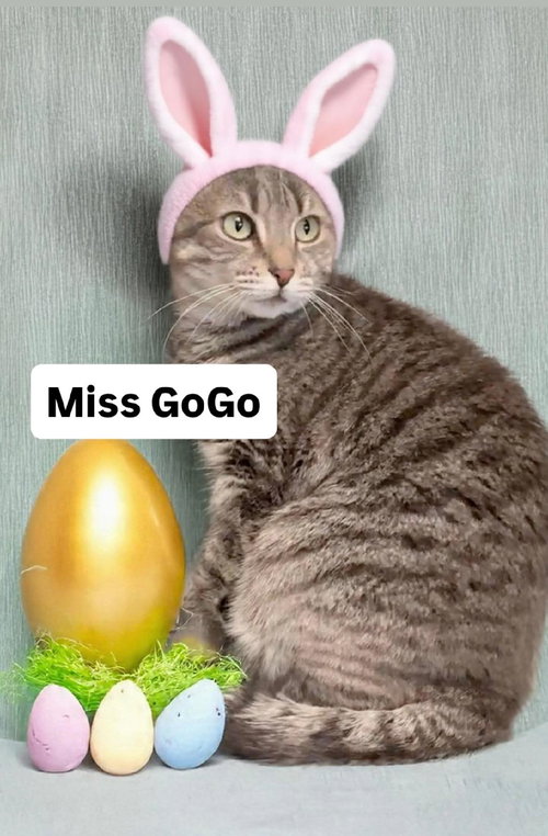 Miss GoGo at Martinez Pet Food Express  April 25th, Adult Tabby (short coat), cat for adoption in Oakley, California