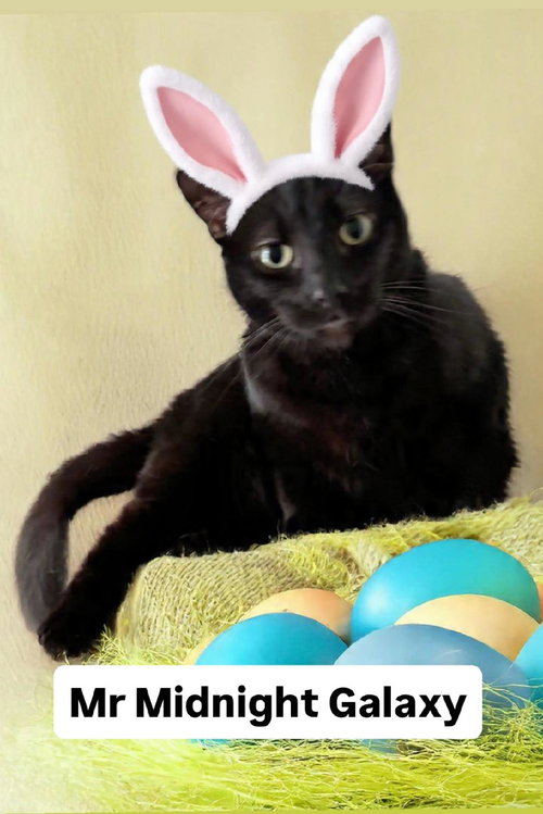 Mr Midnight Galaxy at Martinez PFE  April 25th, Adult Domestic Short Hair (short coat), cat for adoption in Oakley, California