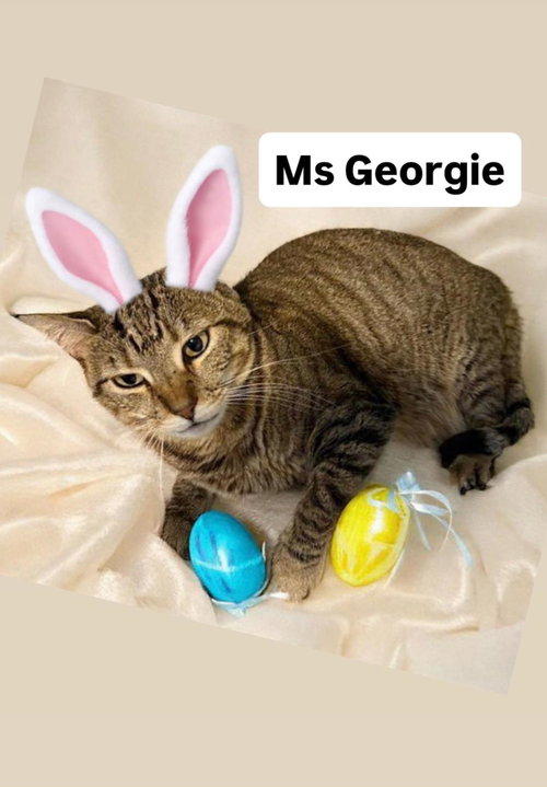 Ms Georgie at Martinez Pet Food Express   April 25, Adult Domestic Short Hair (short coat), cat for adoption in Oakley, California