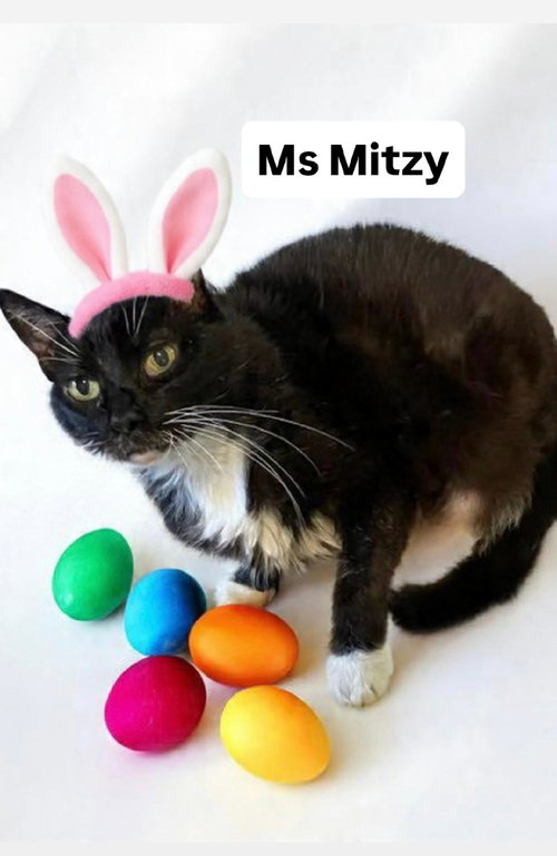 Ms Mitzy at Martinez Pet Food Express   April 4th, an adoptable Domestic Short Hair in Walnut Creek, CA