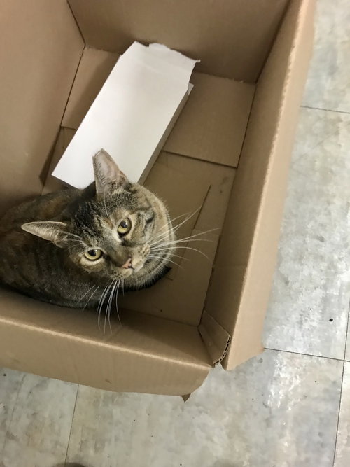 Princess, Adult Tabby / Domestic Short Hair (short coat), cat for adoption in Oakley, California