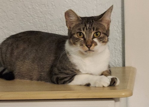 Gabriela, Young Domestic Short Hair / Tabby (short coat), cat for adoption in Oakley, California