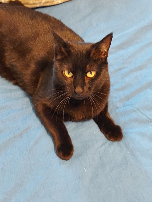 Annalise, Adult Domestic Short Hair (short coat), cat for adoption in Oakley, California