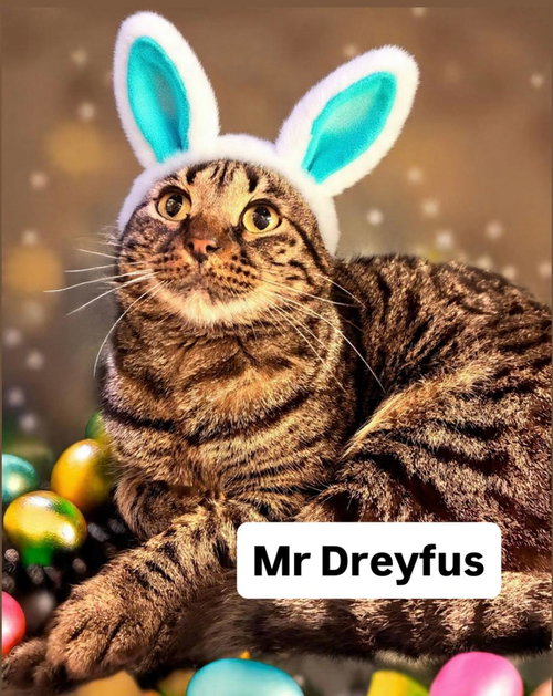 Mr Dreyfus at Martinez Pet Food Express  April 4th, an adoptable Domestic Short Hair in Walnut Creek, CA