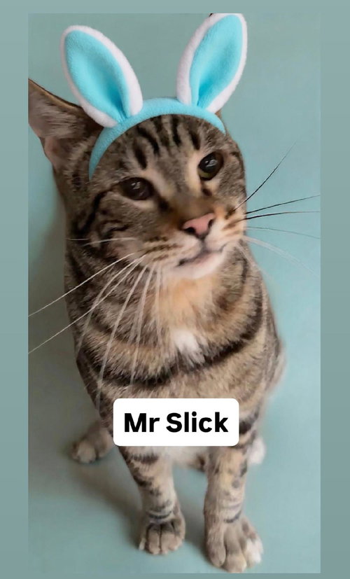 Mr Slick Martinez, Adult Domestic Short Hair (short coat), cat for adoption in Oakley, California
