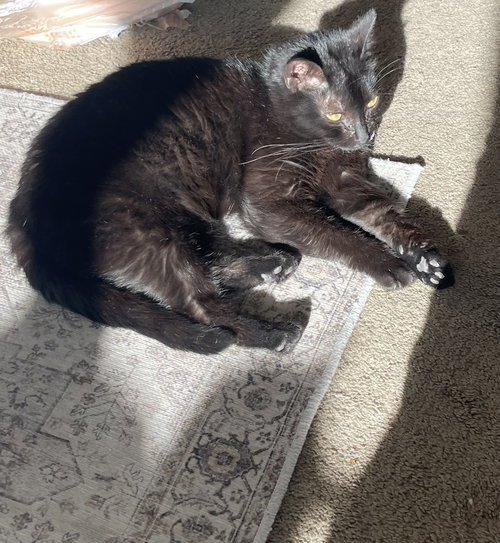 PANTHY, Baby Domestic Short Hair (short coat), cat for adoption in Oakley, California